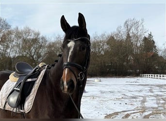 Hanoverian, Mare, 5 years, Bay-Dark
