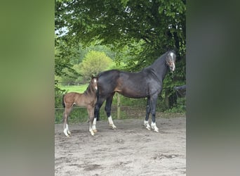 Hanoverian, Mare, 5 years, Bay-Dark Hanoverian, Mare, 5 years, Bay-Dark