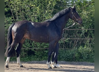Hanoverian, Mare, 5 years, Bay-Dark Hanoverian, Mare, 5 years, Bay-Dark