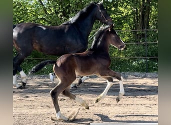 Hanoverian, Mare, 5 years, Bay-Dark Hanoverian, Mare, 5 years, Bay-Dark