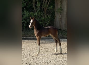 Hanoverian, Mare, 5 years, Bay-Dark Hanoverian, Mare, 5 years, Bay-Dark