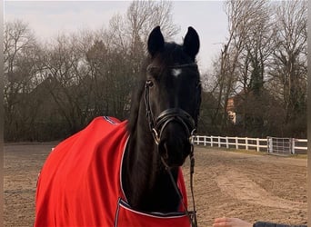 Hanoverian, Mare, 5 years, Black