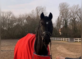 Hanoverian, Mare, 5 years, Black