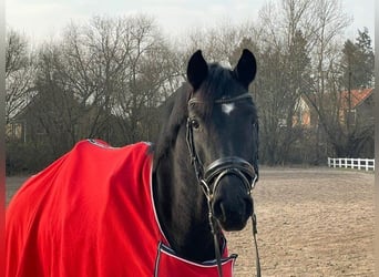 Hanoverian, Mare, 5 years, Black