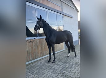 Hanoverian, Mare, 5 years, Black