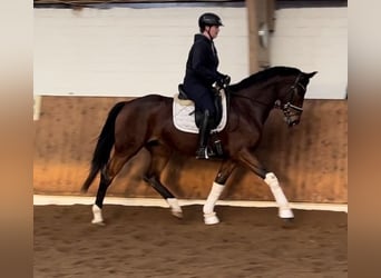 Hanoverian, Mare, 5 years, Brown