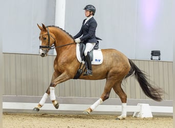 Hanoverian, Mare, 5 years, Chestnut