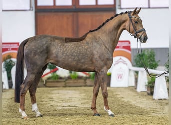 Hanoverian, Mare, 5 years, Chestnut