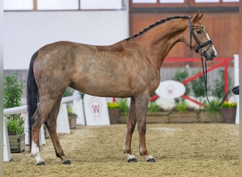 Hanoverian, Mare, 5 years, Chestnut