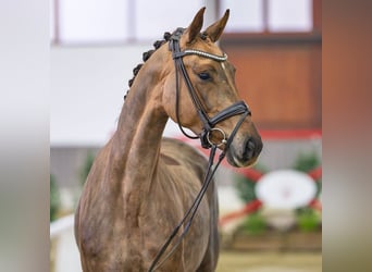 Hanoverian, Mare, 5 years, Chestnut