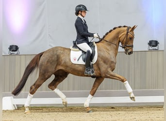 Hanoverian, Mare, 5 years, Chestnut