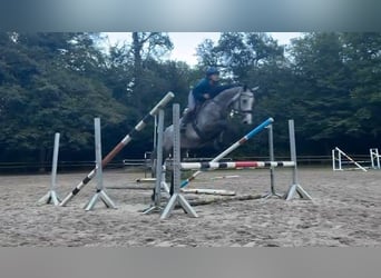 Hanoverian, Mare, 5 years, Gray-Dapple