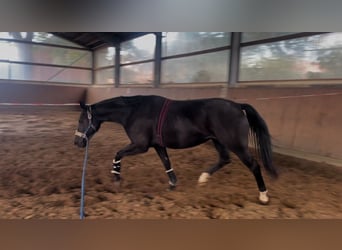 Hanoverian, Mare, 6 years, 15.2 hh, Black