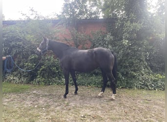 Hanoverian, Mare, 6 years, 15.2 hh, Black