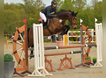 Hanoverian, Mare, 6 years, 15,2 hh, Brown