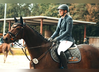 Hanoverian, Mare, 6 years, 15,2 hh, Brown