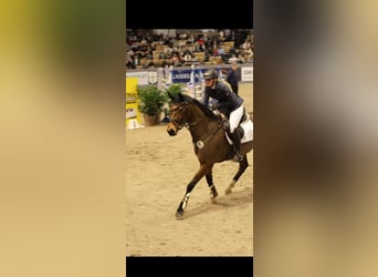 Hanoverian, Mare, 6 years, 15,2 hh, Brown