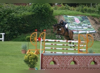 Hanoverian, Mare, 6 years, 15,2 hh, Brown