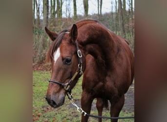 Hanoverian, Mare, 6 years, 15,2 hh, Chestnut-Red