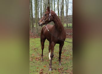 Hanoverian, Mare, 6 years, 15,2 hh, Chestnut-Red