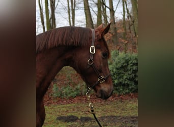 Hanoverian, Mare, 6 years, 15,2 hh, Chestnut-Red