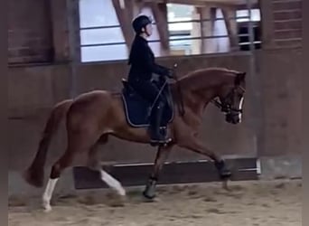 Hanoverian, Mare, 6 years, 15,2 hh, Chestnut-Red