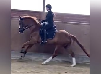 Hanoverian, Mare, 6 years, 15,2 hh, Chestnut-Red