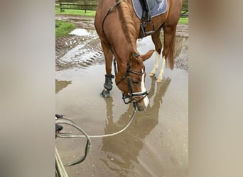 Hanoverian, Mare, 6 years, 15,2 hh, Chestnut-Red