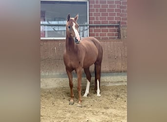 Hanoverian, Mare, 6 years, 15,2 hh, Chestnut-Red