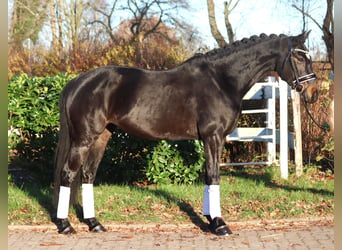 Hanoverian, Mare, 6 years, 15,3 hh, Bay-Dark