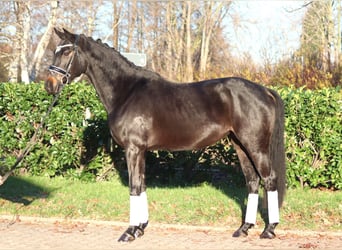 Hanoverian, Mare, 6 years, 15,3 hh, Bay-Dark