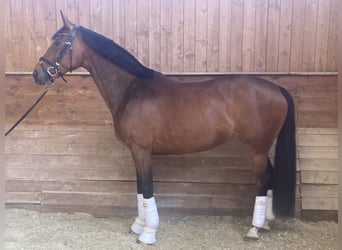 Hanoverian, Mare, 6 years, 15.3 hh, Brown