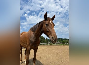 Hanoverian, Mare, 6 years, 15,3 hh, Chestnut