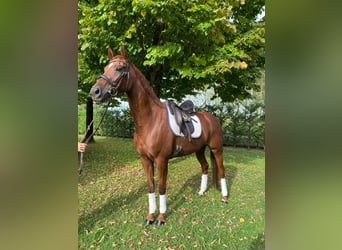 Hanoverian, Mare, 6 years, 15.3 hh, Chestnut-Red