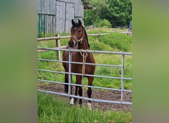 Hanoverian, Mare, 6 years, 15,1 hh, Bay-Dark