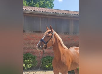 Hanoverian, Mare, 6 years, 15,3 hh, Chestnut-Red