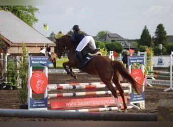 Hanoverian, Mare, 6 years, 15,3 hh, Chestnut-Red