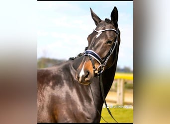 Hanoverian, Mare, 6 years, 16,1 hh, Bay-Dark