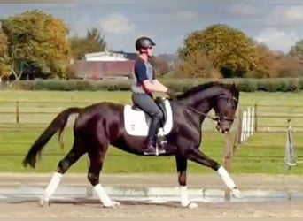 Hannoveraner, Stute, 6 Jahre, 16,1 hh, Dunkelbrauner