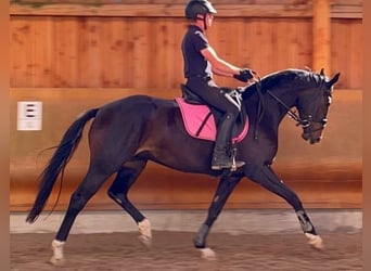 Hanoverian, Mare, 6 years, 16,1 hh, Bay-Dark