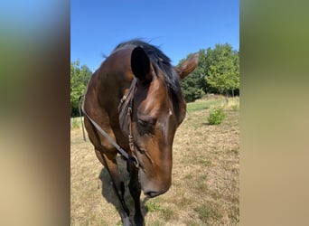 Hanoverian, Mare, 6 years, 16.1 hh, Bay-Dark