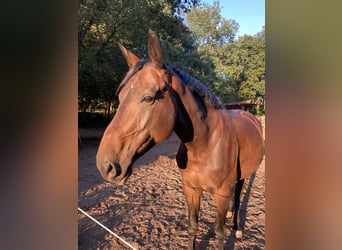 Hanoverian, Mare, 6 years, 16.1 hh, Bay-Dark