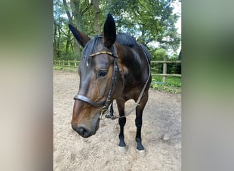 Hanoverian, Mare, 6 years, 16.1 hh, Bay-Dark