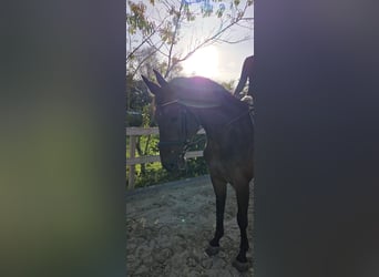 Hanoverian, Mare, 6 years, 16.1 hh, Bay-Dark