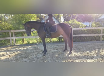 Hanoverian, Mare, 6 years, 16.1 hh, Bay-Dark