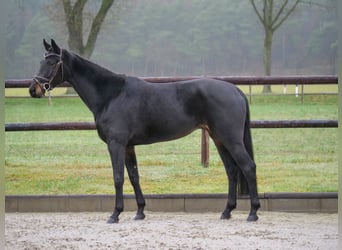 Hanoverian, Mare, 6 years, 16,1 hh, Bay-Dark