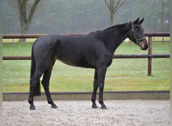 Hanoverian, Mare, 6 years, 16,1 hh, Bay-Dark