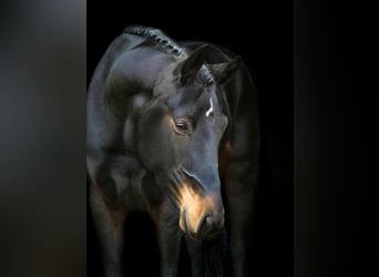 Hanoverian, Mare, 6 years, 16,1 hh, Bay-Dark