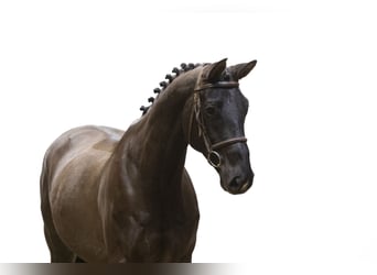 Hanoverian, Mare, 6 years, 16,1 hh, Bay-Dark