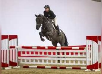 Hanoverian, Mare, 6 years, 16,1 hh, Bay-Dark